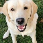 Photo of Trooper Brazier Photo of Trooper Brazier